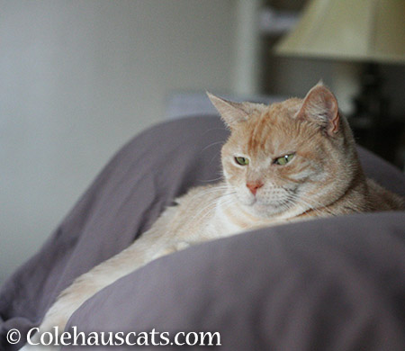 MIss Newton ponders - 2015 © Colehauscats.com