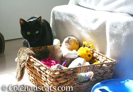 Olivia hoarding the toys - 2015 © Colehauscats.com