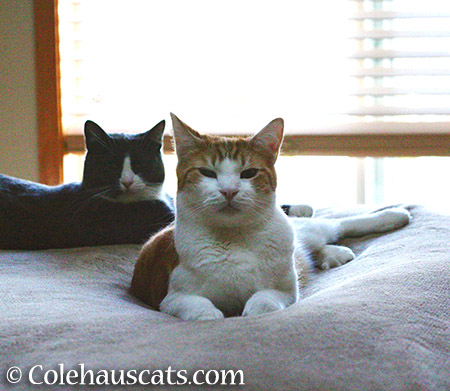 Tessa and Quint - 2015 © Colehauscats.com