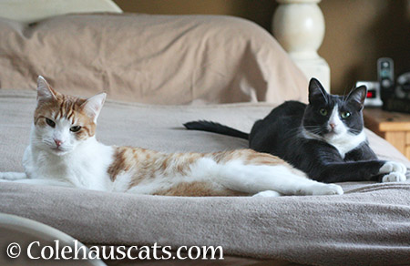 Quint and Tessa - 2015 © Colehauscats.com