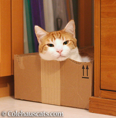 Quint in a Box -2015 © Colehauscats.com