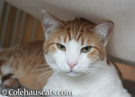 Quint in his Fort -2015 © Colehauscats.com
