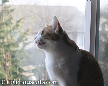 Quint chats - 2015 © Colehauscats.com