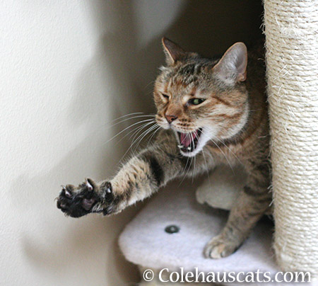 Cat-isthenics with a yawn - 2015 © Colehauscats.com