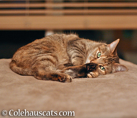 Ruby toes - 2015 © Colehauscats.com