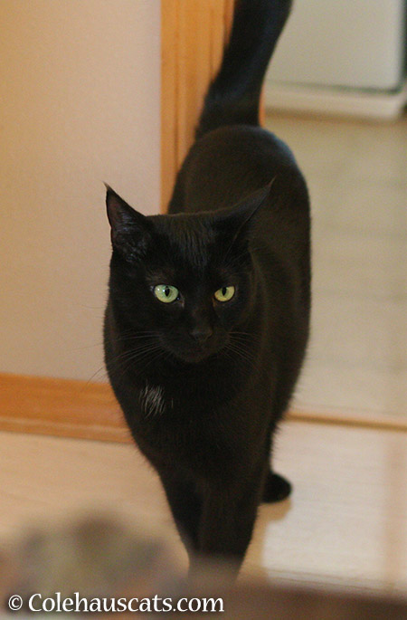 Smug Olivia is smug - 2015 © Colehauscats.com