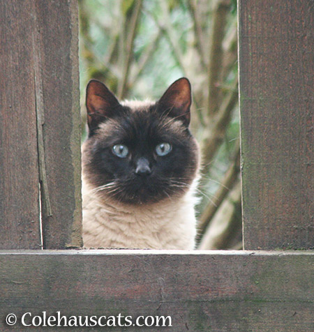 Cocoa - 2015 © Colehauscats.com