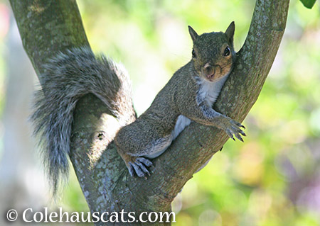 Lounging squirrel - 2015 © Colehauscats.com