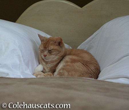 Miss Newton's Evening Nap - 2015 © Colehauscats.com
