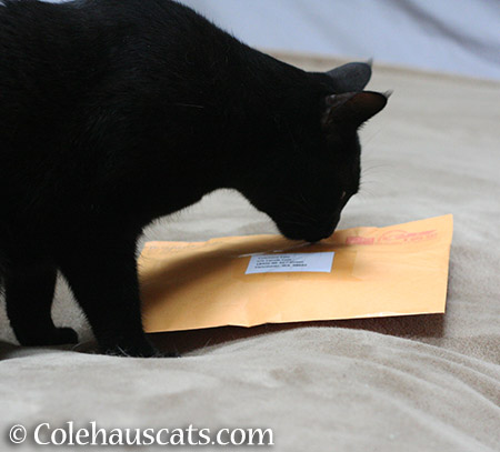 Olivia checks the mail - 2015 © Colehauscats.com