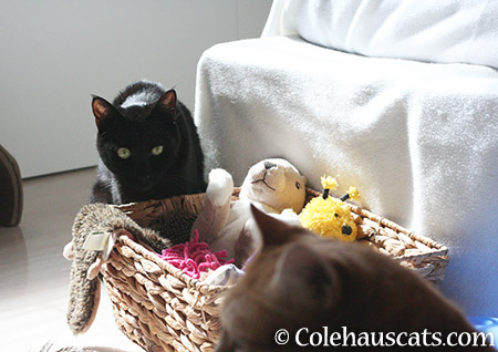 These aren't the toys I'm looking for - 2015 © Colehauscats.com