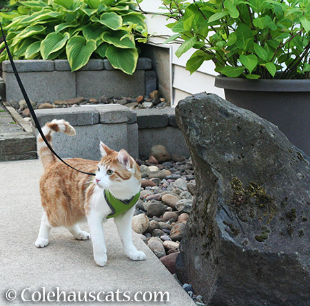 Out for a walk - 2015 © Colehauscats.com