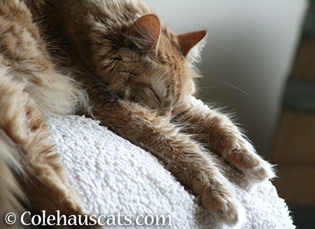Really relaxed Pia - 2015 © Colehauscats.com