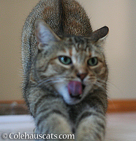 Ruby's photo blooper - 2015 © Colehauscats.com