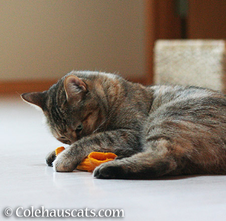 A good sniff - 2015 © Colehauscats.com