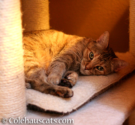 Ruby Sunshine - 2015 © Colehauscats.com