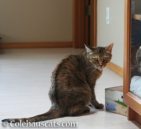 Checking the toy box - 2015 © Colehauscats.com