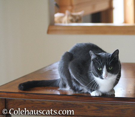 Tessa on the table - 2015 © Colehauscats.com