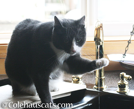 What? I'm drinking here! - 2015 © Colehauscats.com