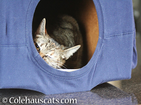 Back in her T-Shirt box - 2015 © Colehauscats.com