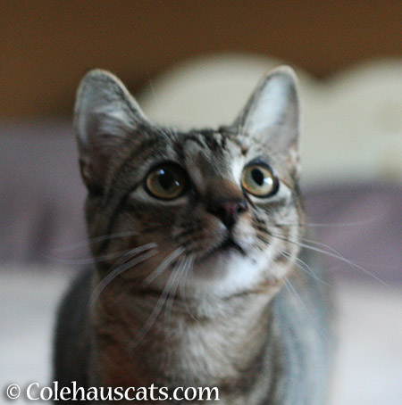 Talking to Viola - 2015 © Colehauscats.com