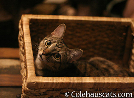 Viola's new basket - 2015 © Colehauscats.com