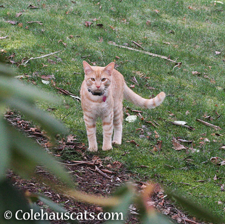 Neighborhood hunter - 2015 © Colehauscats.com