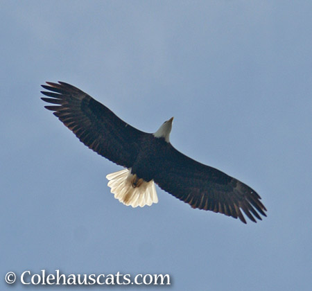 Bald eagle overhead - 2015 © Colehauscats.com