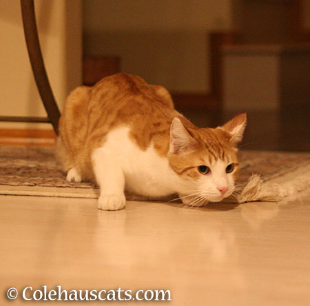 Quint waiting for his toy - 2015 © Colehauscats.com