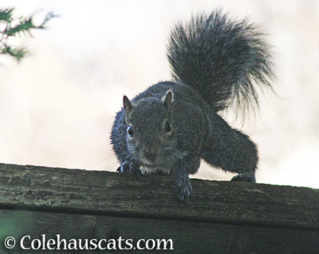 Curious squirrel - 2015 © Colehauscats.com