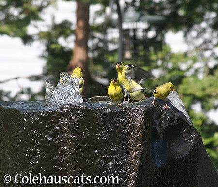 Goldfinch Pantaloons - 2015 © Colehauscats.com