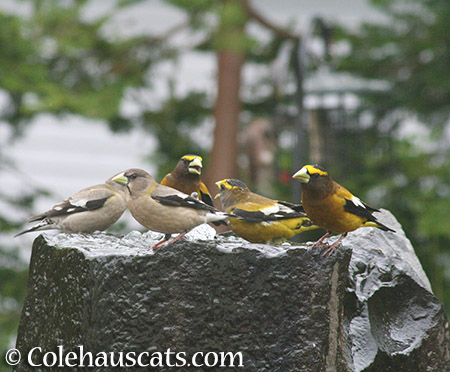 Grosbeaks bathing - 2015 © Colehauscats.com