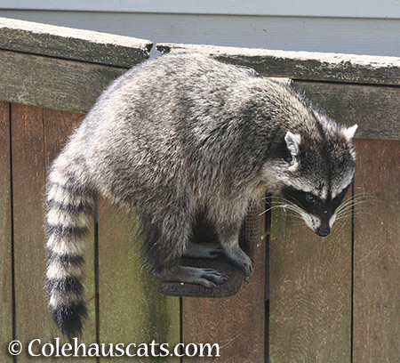 Lily the raccoon - 2015 © Colehauscats.com