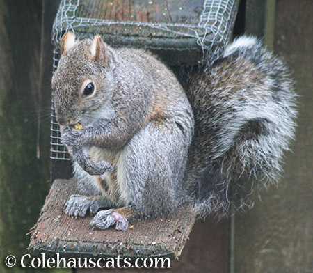 Limpy the Squirrel doing well - 2015 © Colehauscats.com