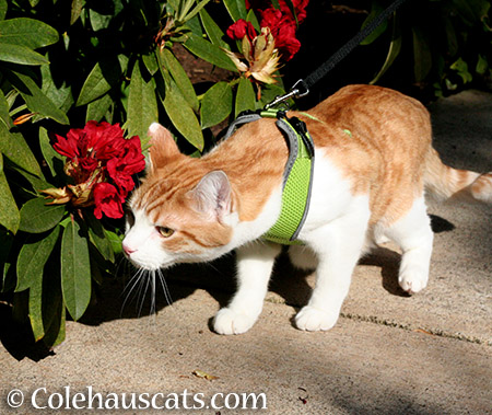 Quint finds summer red - 2015 © Colehauscats.com