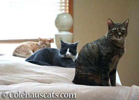 Miss Newton, Tessa, and Viola - 2015 © Colehauscats.com