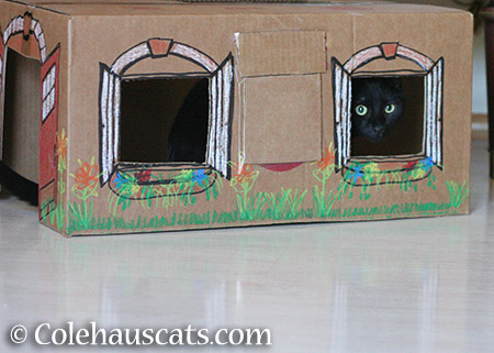 Olivia like a box house with laminate flooring - 2015 © Colehauscats.com