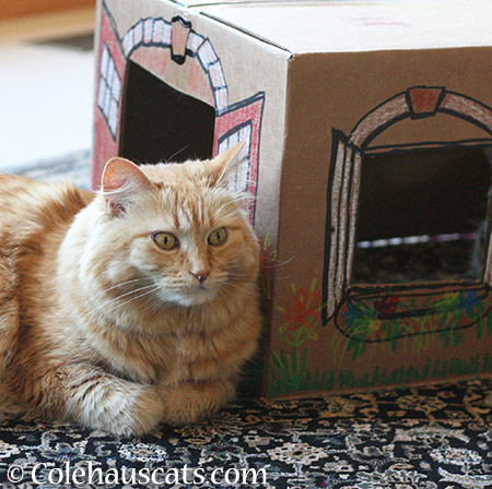 Pia prefers to sit outside her box house - 2015 © Colehauscats.com