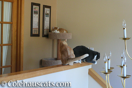 Quint, Miss Newton, and Danger Cat Tessa - 2015 © Colehauscats.com