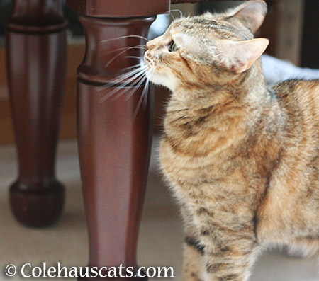 Checking out her bench - 2015 © Colehauscats.com