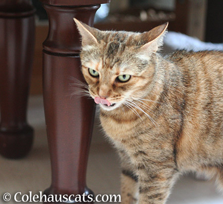 Sniff-a-lious! - 2015 © Colehauscats.com