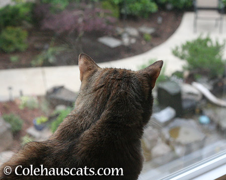 Overlooking the Garden - 2015 © Colehauscats.com