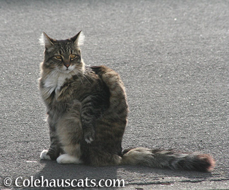 Visitor Scruffy - 2015 © Colehauscats.com