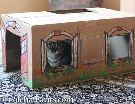 Viola prefers fine carpet with her box house - 2015 © Colehauscats.com