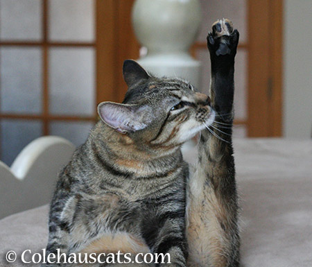 Purr-fect Yoga - 2015 © Colehauscats.com