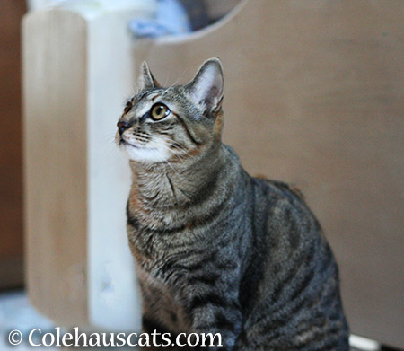 Viola watches the closet - 2015 © Colehauscats.com