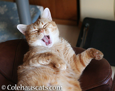 Yawn - 2015 © Colehauscats.com