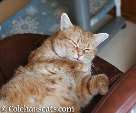 Shhh, I'm sleeping - 2015 © Colehauscats.com