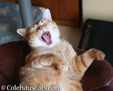 Big yawn - 2015 © Colehauscats.com