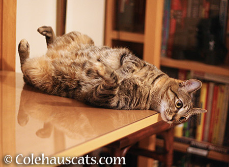 The Balancing Act - 2015 © Colehauscats.com